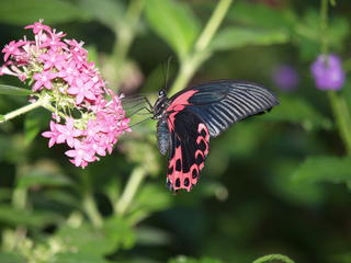 Butterfly #5