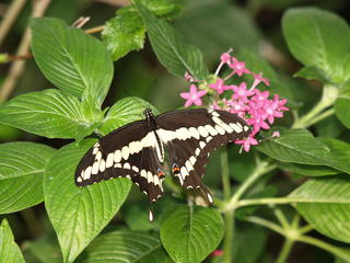 Zebra swallowtail