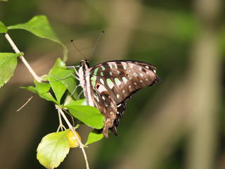 Checkered skipper