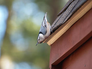 Bird on the eave