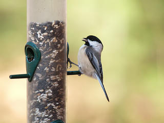 Chickadee #3