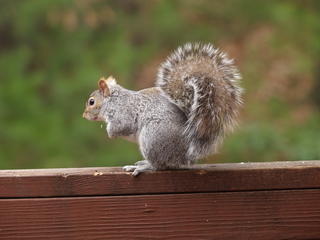 Squirrel #3