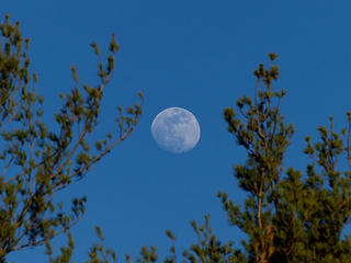 Moon and trees