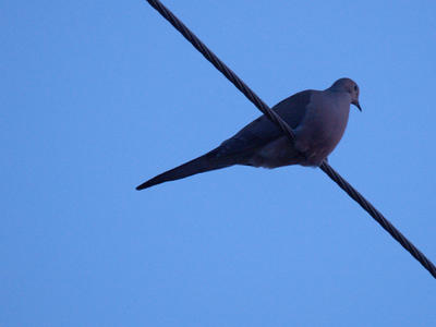Bird on a wire