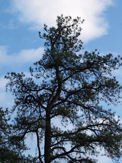 Tree and clouds