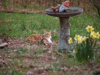 The king surveying his dominion