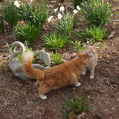 I'll groom you if you will groom me