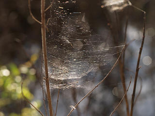 Spider web