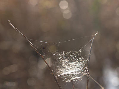 Spider web #2