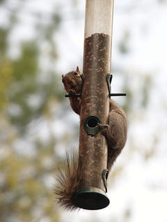 Squirrel #2