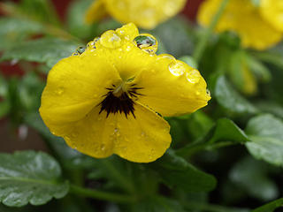 Pansies in the rain #4