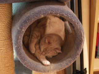Sleeping kitty