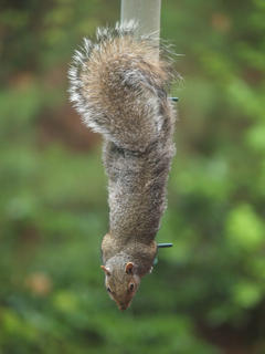 Squirrel #3