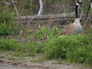 Goose and gosling