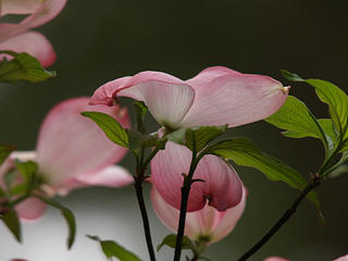 Dogwood flowers