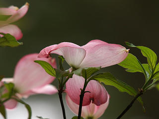 Dogwood flower