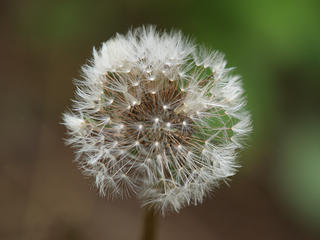 Dandelion