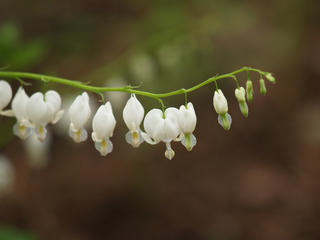 Bleeding hearts