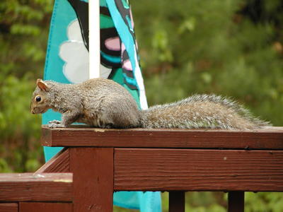 Squirrel #4