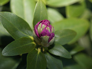 Flower bud