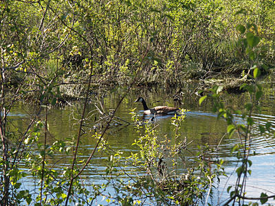 Goose swimming
