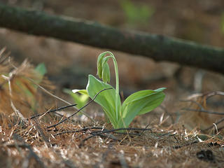 Pre-bloom ladyslipper
