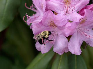 Bee and flower