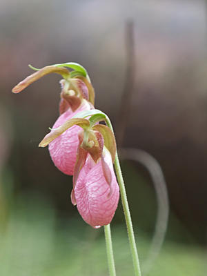 Pink ladyslipper with water droplet #2