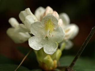 White Rhododendron