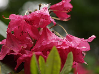 Red Rhododendrons