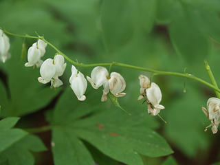 Dying bleeding hearts