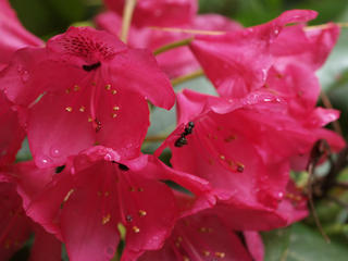 Ant on Rhododendron