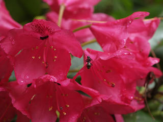 Ant on Rhododendron #2