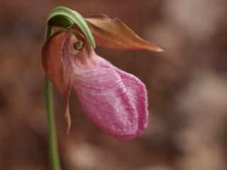 Pink ladyslipper #4