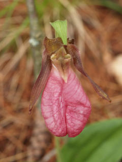 Pink ladyslipper #5