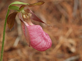 Pink ladyslipper #6