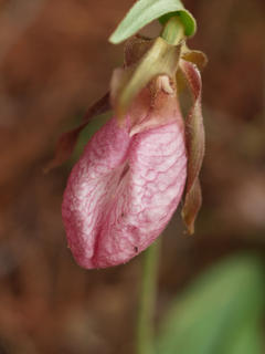 Pink ladyslipper #7