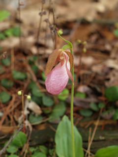 Pink ladyslipper #8