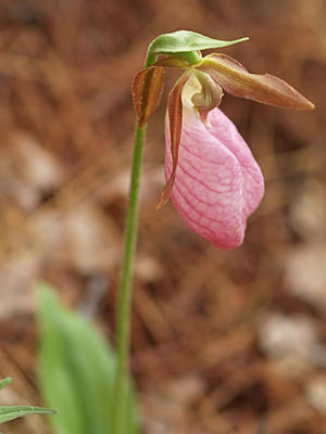 Pink ladyslipper #9
