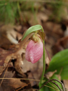 Pink ladyslipper #10