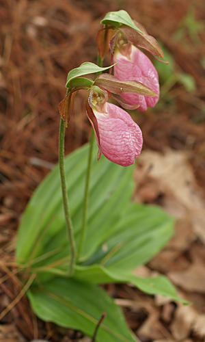 Pink ladyslippers #3