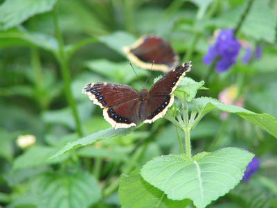 Mourning cloak butterfly