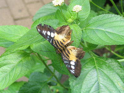 Pearly eye butterfly