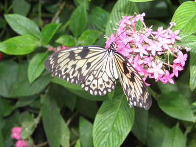 Paper kite butterfly
