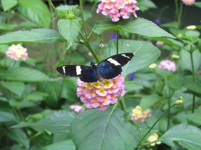 Zebra longwing butterfly