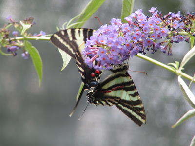 Swallowtail butterfly