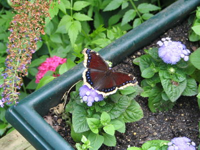 Mourning cloak butterfly #3