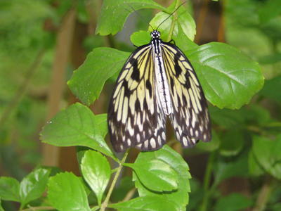 Paperkite butterfly #2