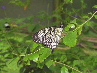 Paperkite butterfly #3