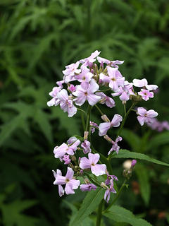 Phlox